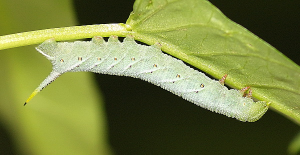 Fourth instar larva of Agrius convolvuli, Hefei, Anhui, China. Photo: &copy; Dong Wei