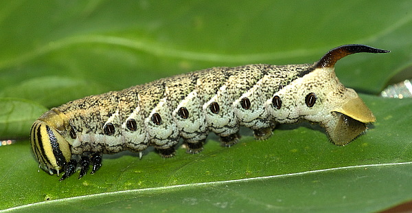 Immature fifth instar larva of Agrius convolvuli (light-brown form), Hefei, Anhui, China. Photo: &copy; Dong Wei