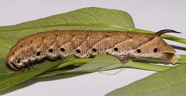 Full-grown fifth instar larva of Agrius convolvuli (light-brown form), Hefei, Anhui, China. Photo: &copy; Dong Wei