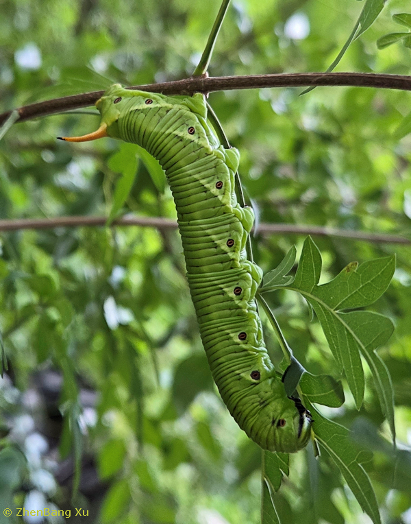 Full-grown fifth instar larva of Agrius convolvuli (green form) on Vitex negundo var. cannabifolia, Huangshandiancun, Fangshan District, Beijing, China, 24.viii.2025. Photo: &copy; ZhenBang Xu