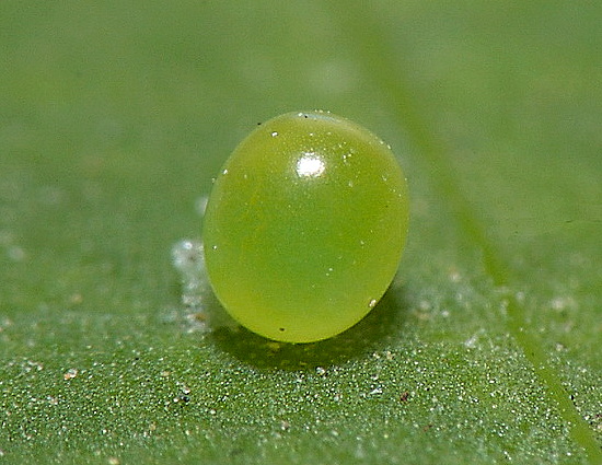 Egg of Agrius convolvuli, Hefei, Anhui, China. Photo: &copy; Dong Wei