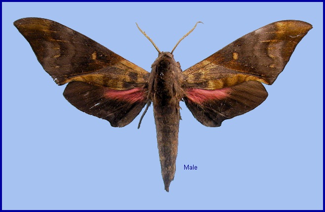 Faded male Anambulyx elwesi. Photo: &copy; NHMUK