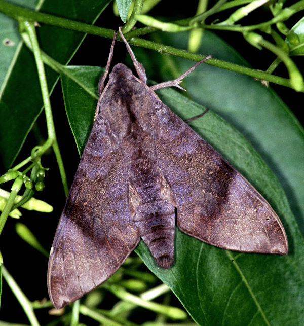 Resting Acosmeryx formosana formosana, Taiwan. Photo: &copy; Felix Lin.