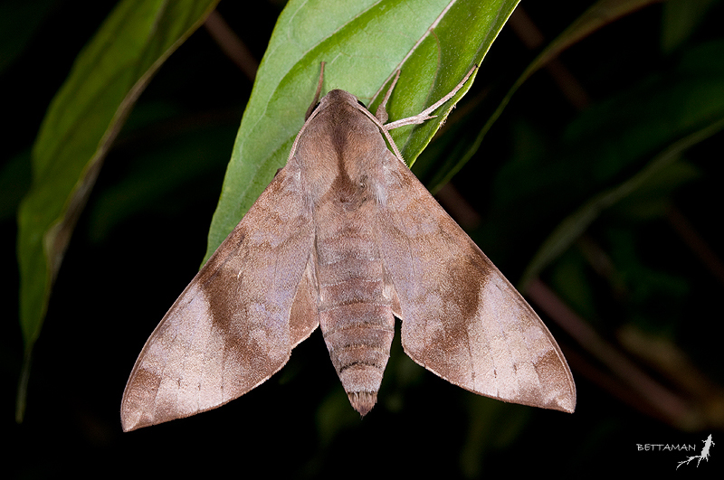 Resting Acosmeryx formosana formosana, Shikanshuei, Sindian, Taipei, Taiwan. Photo: &copy; Shipher Wu.