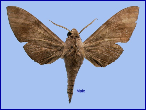 Male Acosmeryx formosana formosana. Photo: &copy; NHMUK.