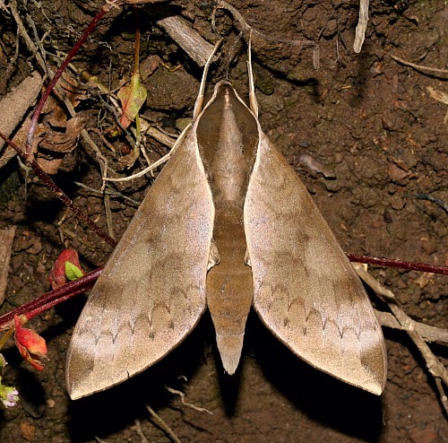 Adult of Acosmerycoides harterti, Jiucai Ling, Guizhou, China. Photo: &copy; Viktor Sinjaev.