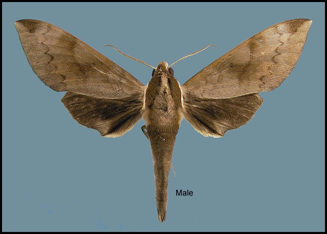Male Acosmerycoides harterti. Photo: &copy; NHMUK.