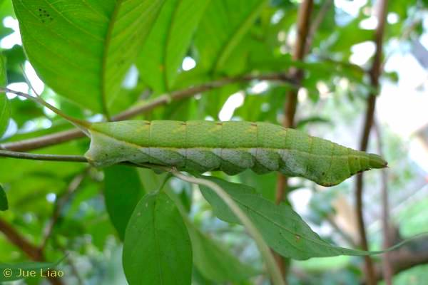 Final instar larva of Acosmerycoides harterti, Jiajiuliao, Wulai District, New Taipei City, Taiwan, 28.x.2011, 86m. Photo: &copy; Jue Liao, courtesy Taiwan Moth Information Center.