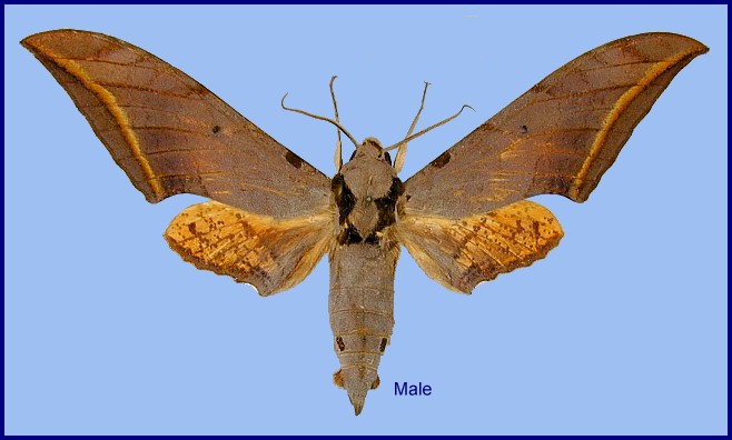 Male Ambulyx semiplacida interplacida, Nanling Shan, Hunan, China. Photo: &copy; Ronald Brechlin