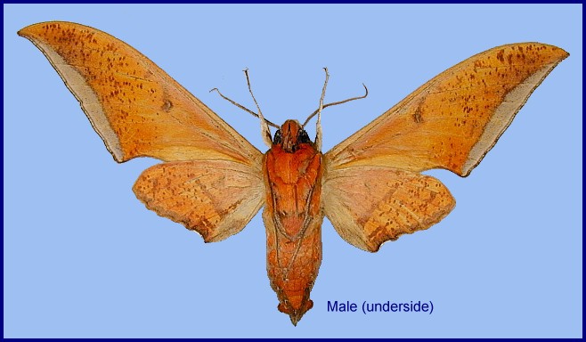 Male Ambulyx semiplacida interplacida (underside), Nanling Shan, Hunan, China. Photo: &copy; Ronald Brechlin