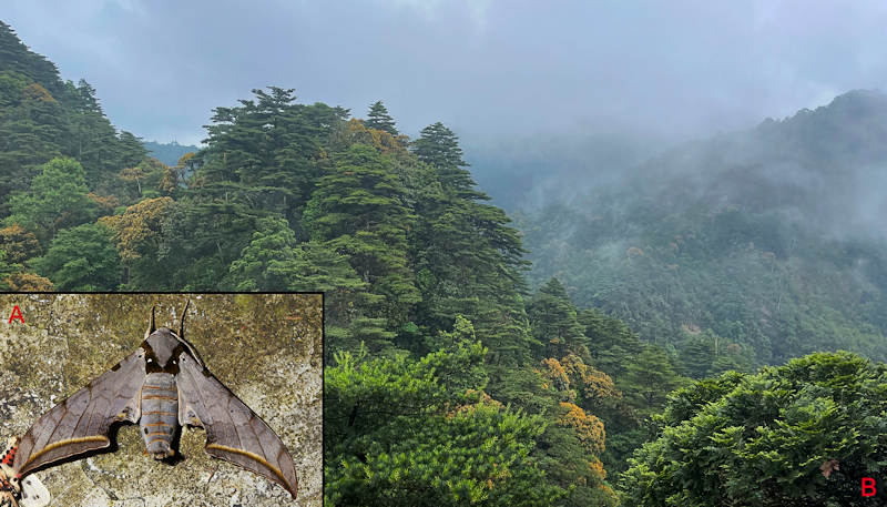 Habitat and living adult of Ambulyx semiplacida interplacida. (A) Male; (B) Nanling, Guangdong, China. Photo: &copy; Jiang, Kitching, Xu, Xu, Yan, Yu, Liu & Hu, 2025.