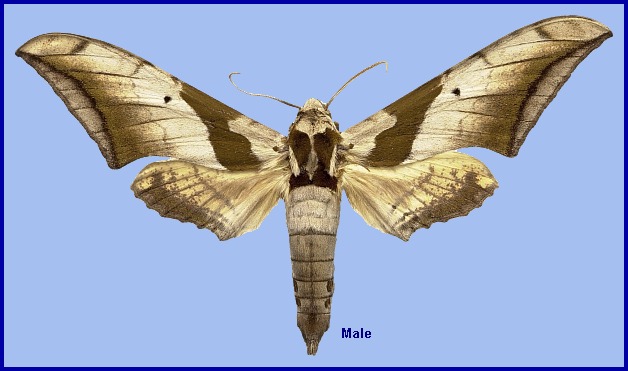 Adult male Ambulyx japonica japonica. Photo: &copy; NHMUK