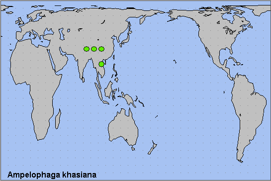 Global distribution of Ampelophaga khasiana. Map: &copy; NHMUK.