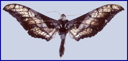 Female Ambulyx japonica koreana, Xingshan, Hubei, China. Photo: &copy; Tony Pittaway, IZAS.