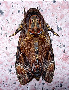 Resting adult of Acherontia lachesis, Mt. HuangShan, Anhui, China, 25.viii.2004. Photo: &copy; Tony Pittaway.