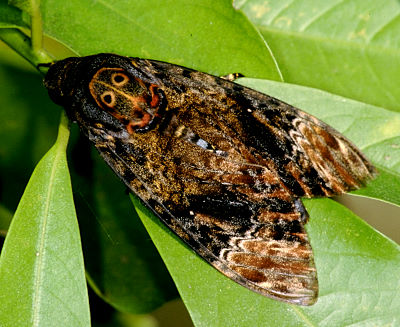 Resting adult of Acherontia lachesis, Taiwan. Photo: &copy; Felix Lin.