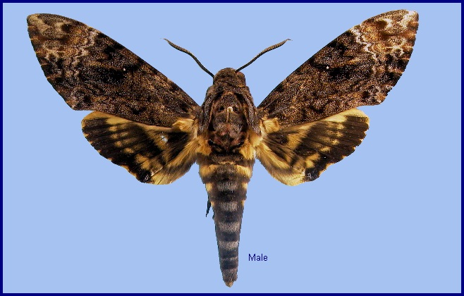 Male Acherontia lachesis. Photo: &copy; NHMUK.