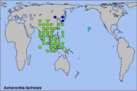 Global distribution of Acherontia lachesis. Map: &copy; NHMUK.