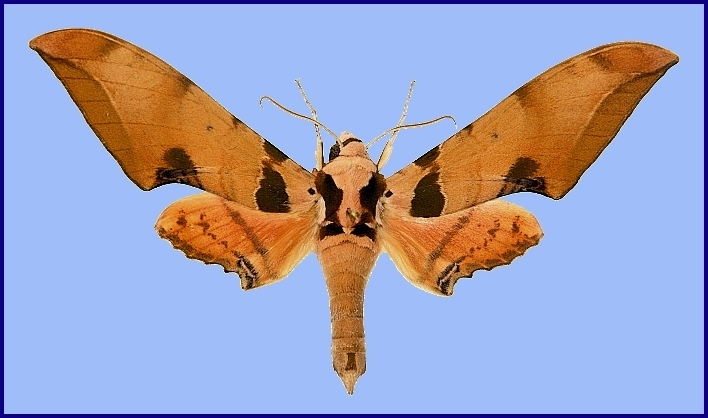 Male Ambulyx latifascia, 5km N Hutiaoxia, NW Yunnan, China, 2200m. HOLOTYPE. Photo: &copy; Ronald Brechlin.