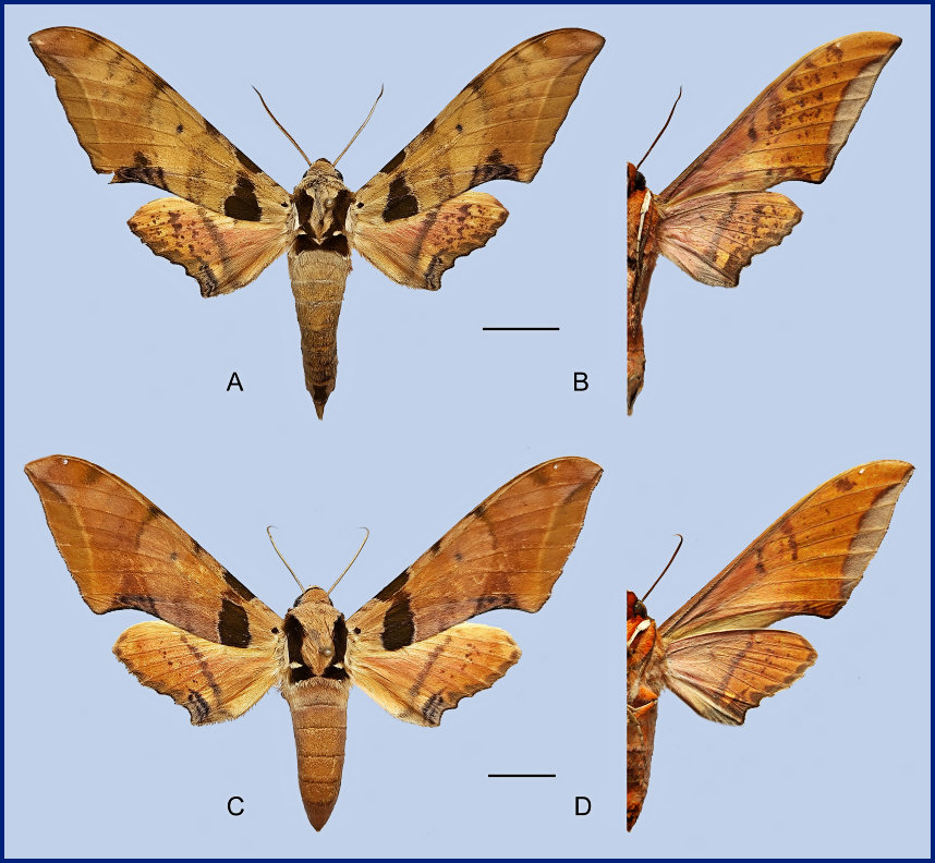 Ambulyx latifascia. (A, B) Male, Hutiaoxia, Lijiang, Yunnan, China; (C, D) Female, Hutiaoxia, Lijiang, Yunnan, China. Photo: &copy; Jiang, Kitching, Xu, Xu, Yan, Yu, Liu & Hu, 2025.