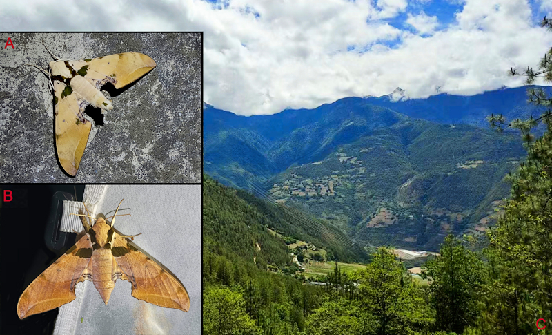 Habitat and living adults of Ambulyx latifascia. (A) Male; (B) female; (C) Weixi County, Yunnan, China. Photo: &copy; Jiang, Kitching, Xu, Xu, Yan, Yu, Liu & Hu, 2025.