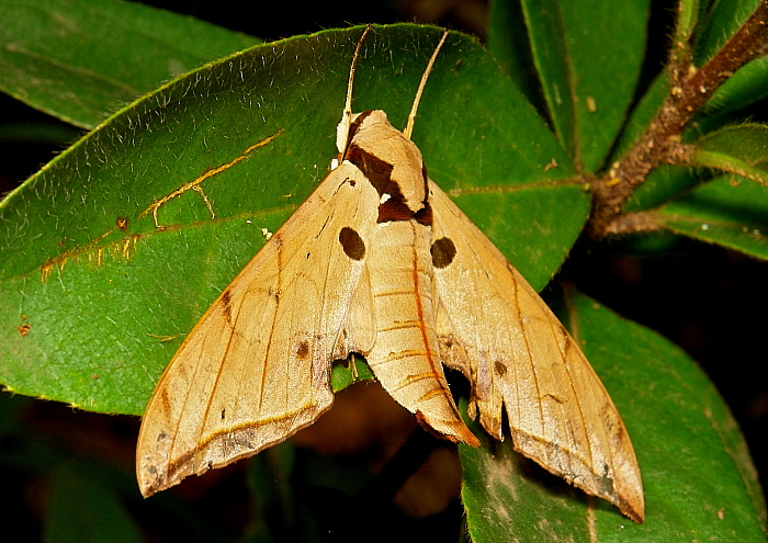 Male Ambulyx liturata, Simao/Pu'er, Yunnan, China. Photo: &copy; John Horstman.