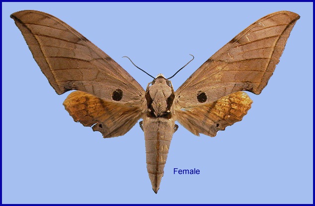 Female Ambulyx liturata. Photo: &copy; NHMUK