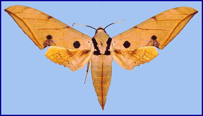 Male Ambulyx liturata, Hong Kong, China. Photo: &copy; John Tennent