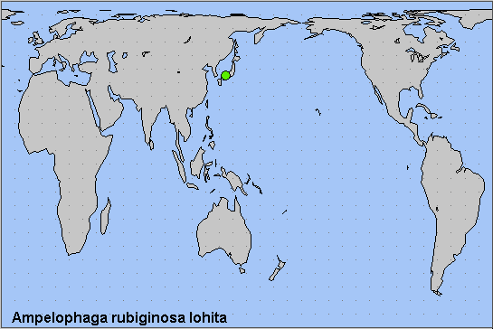 Global distribution of Ampelophaga rubiginosa lohita. Map: &copy; NHMUK.
