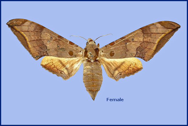 Female Ambulyx maculifera (upperside). Photo: &copy; The Trustees of the Natural History Museum, London (NHMUK).