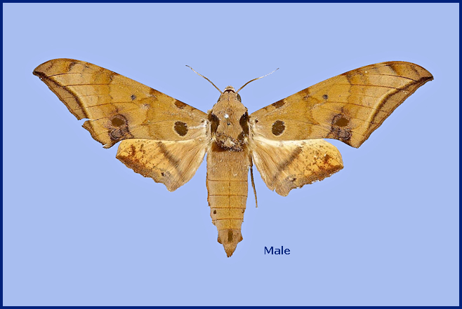 Male Ambulyx maculifera (upperside). Photo: &copy; The Trustees of the Natural History Museum, London (NHMUK).
