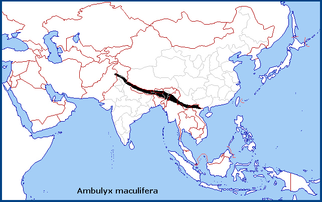 Global distribution of Ambulyx maculifera. Map: &copy; Tony Pittaway.