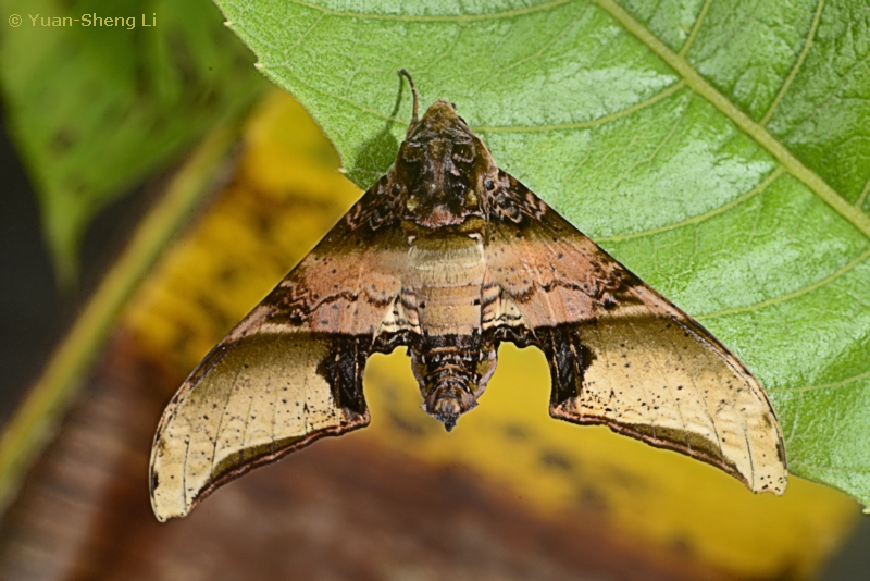 Male Amplypterus mansoni mansoni, Menghai, Xishuangbanna, Yunnan, China, 28.vii.2018. Photo: &copy; Yuan-Sheng Li