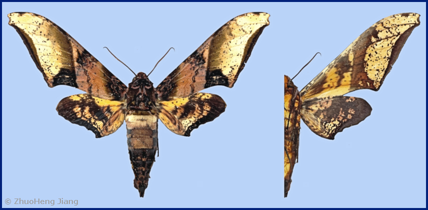 Male Amplypterus mansoni mansoni, Xima, Yingjiang County, Yunnan, China, vi.2023, leg. WeiZong Yang. Photo: &copy; Zhuo-Heng Jiang.