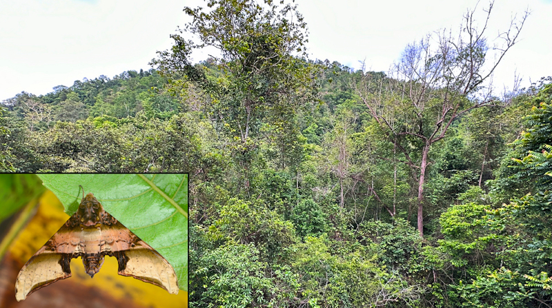 Habitat and living adult (male) of Amplypterus mansoni mansoni in Menghai, Yunnan, China. Photo: &copy; Jiang, Xu, Lin, Liu, Wang & Hu, 2025.