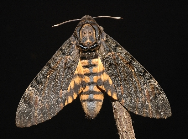 Adult Acherontia styx medusa, Singapore. Photo: &copy; Leong Tzi Ming