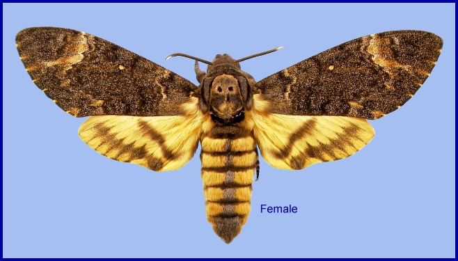 Adult Acherontia styx medusa. Photo: &copy; NHMUK