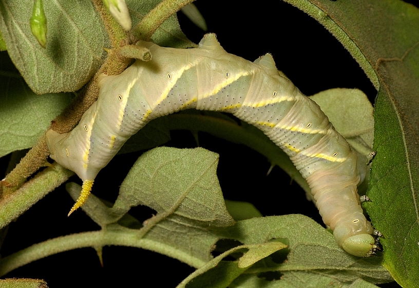 Final instar pale form larva of Acherontia styx medusa on Solanum torvum, Singapore. Photo: &copy; Leong Tzi Ming