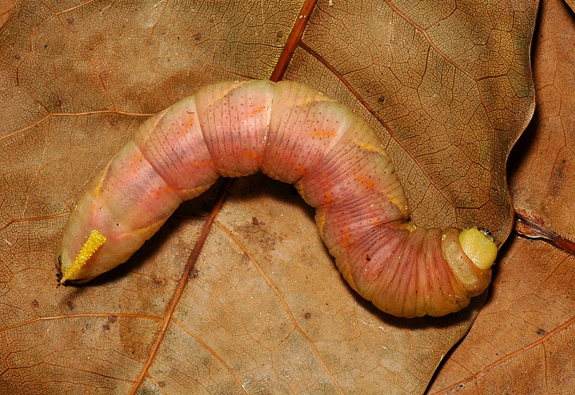 Final instar pre-pupation form larva of Acherontia styx medusa, Singapore. Photo: &copy; Leong Tzi Ming