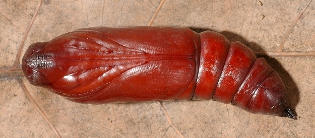 Pupa of Acherontia styx medusa (ventral view), Singapore. Photo: &copy; Leong Tzi Ming