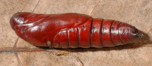 Pupa of Acherontia styx medusa (lateral view), Singapore. Photo: &copy; Leong Tzi Ming