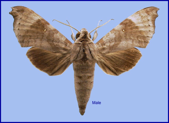 Adult Acosmeryx miskini. Photo: &copy; NHMUK