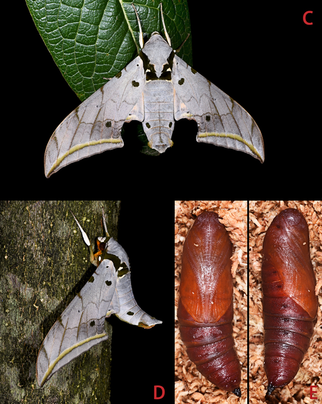 Resting adult of Ambulyx semiplacida montana (C, D), Pingbian County, Yunnan, China; (E) Pupa of Ambulyx semiplacida montana, Pingbian County, Yunnan, China. Photo: &copy; Jiang, Kitching, Xu, Xu, Yan, Yu, Liu & Hu, 2025.