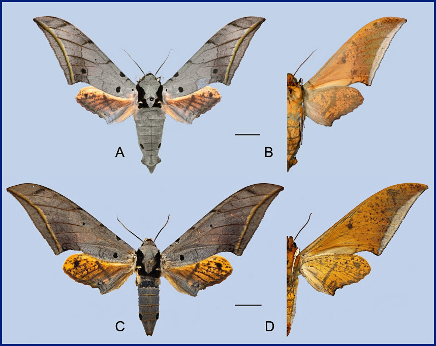Ambulyx semiplacida montana. (A, B) male, Pingbian County, Yunnan, China; (C, D) female, Pingbian County, Yunnan, China. Photo: &copy; Jiang, Kitching, Xu, Xu, Yan, Yu, Liu & Hu, 2025.
