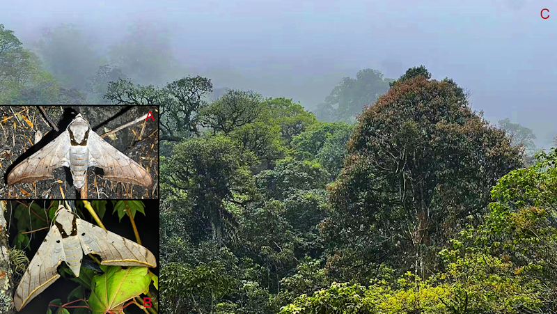 Habitat and living adults of Ambulyx semiplacida montana. (A, B) male, Pingbian County, Yunnan, China; (C) habitat, Pingbian County, Yunnan, China. Photo: &copy; Jiang, Kitching, Xu, Xu, Yan, Yu, Liu & Hu, 2025.