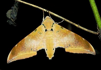 Adult Ambulyx moorei, Palawan, Philippines. Photo: &copy; Jan Petersen