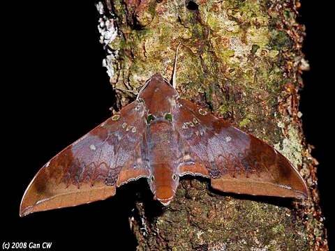 Adult Ambulyx moorei, Bukit Fraser, Malaysia. Photo: &copy; CheongWeei Gan.