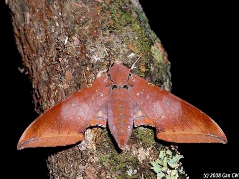 Adult Ambulyx moorei, Bukit Fraser, Malaysia. Photo: &copy; CheongWeei Gan.