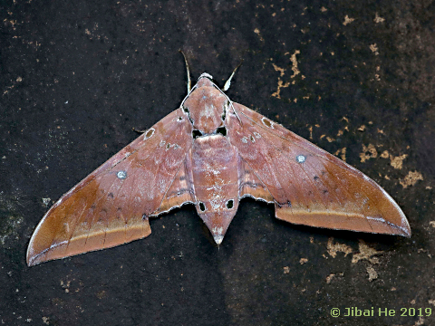 Resting female Ambulyx moorei, Mt. Wuzhishan, Hainan, China, 29.xi.2018. Photo: &copy; He JiBai.