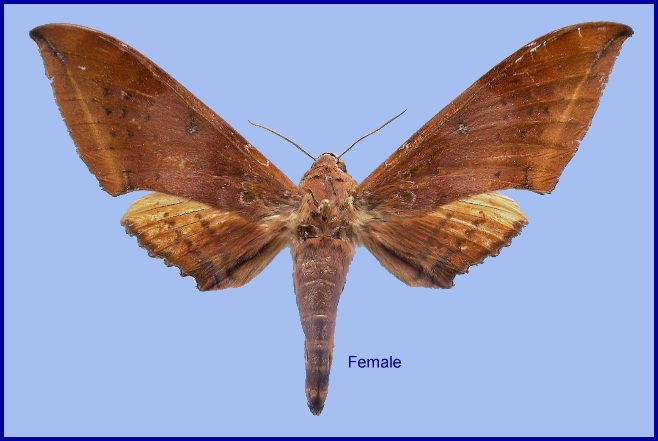 Female Ambulyx moorei. Photo: &copy; NHMUK